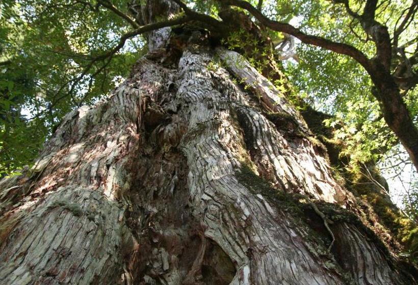 Пансион Yakunoyado Taguchi