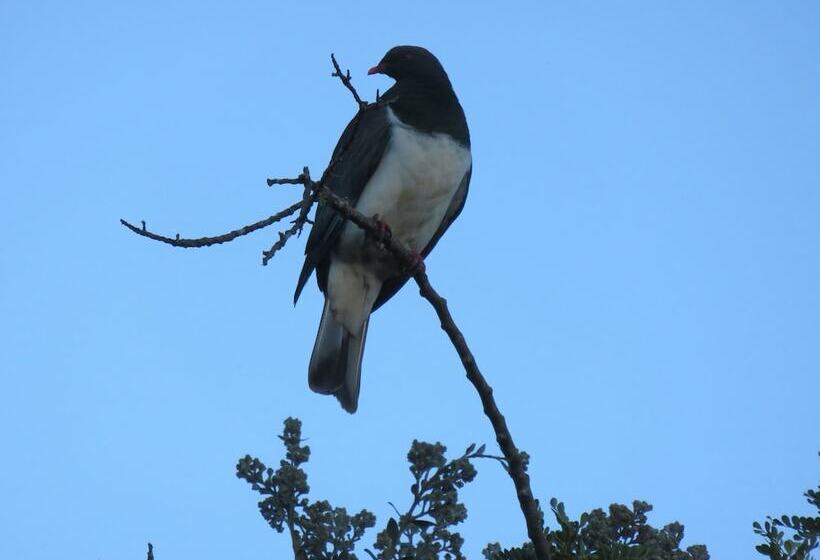 הוסטל Kanuka Ridge Lodge