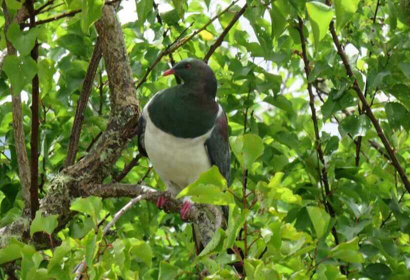 הוסטל Kanuka Ridge Lodge