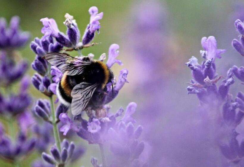 تختخواب و صبحانه Theodosius Forest Village   Glamping In Vipava Valley