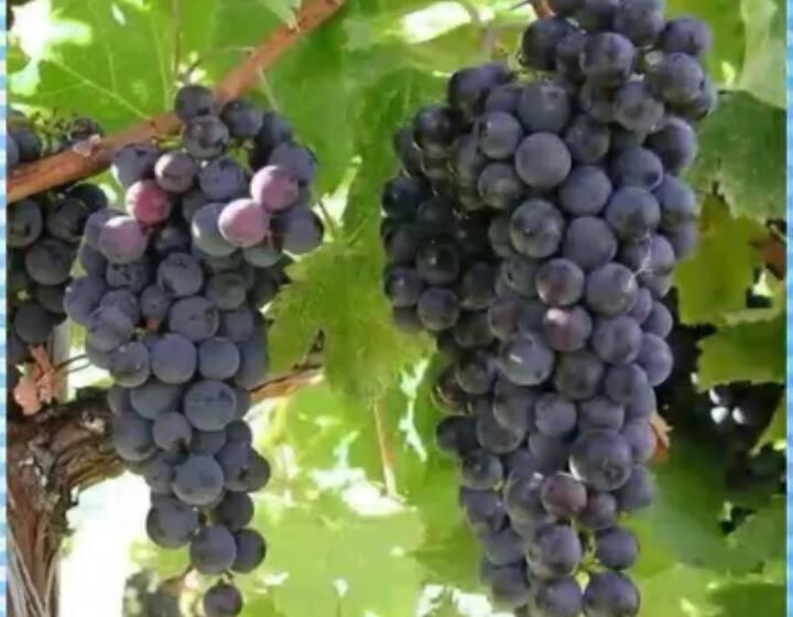 هتل Pousada Gran Gaviota