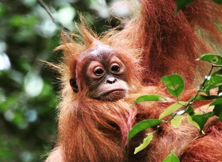 پانسیون Sumatra Cheeky Monkeys