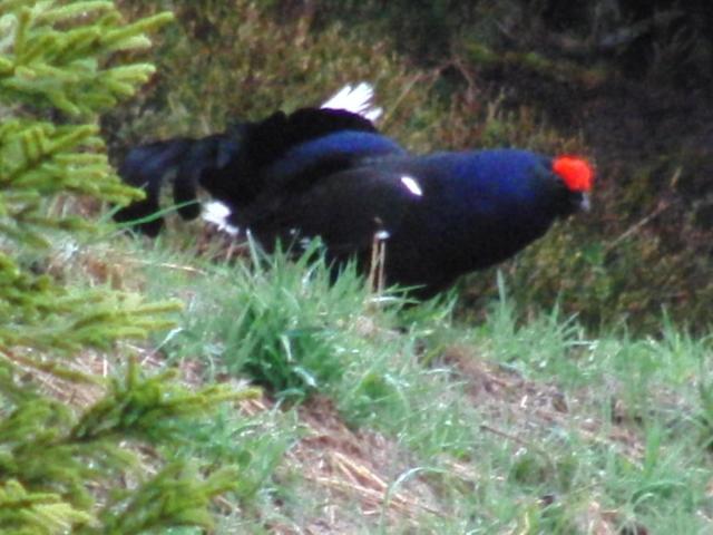 酒店 Jägerstüble