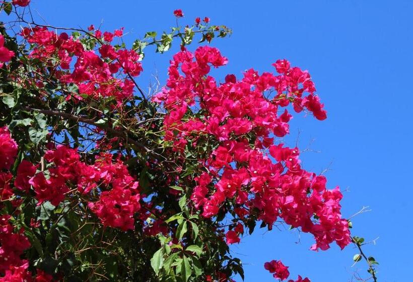 ペンション Apartments In Villa Isabel