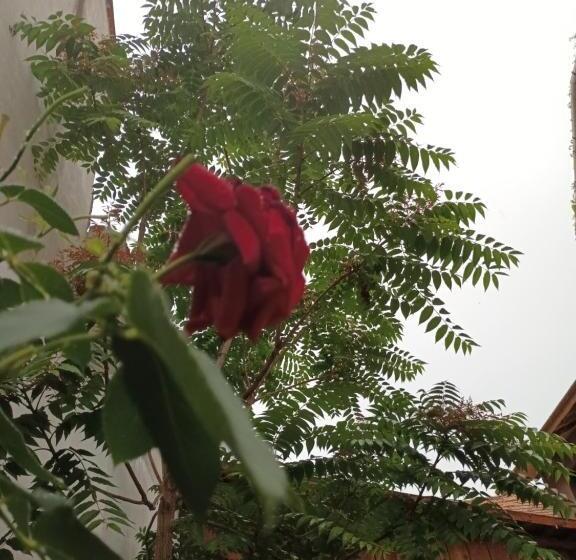 膳宿费 Amaraz Center