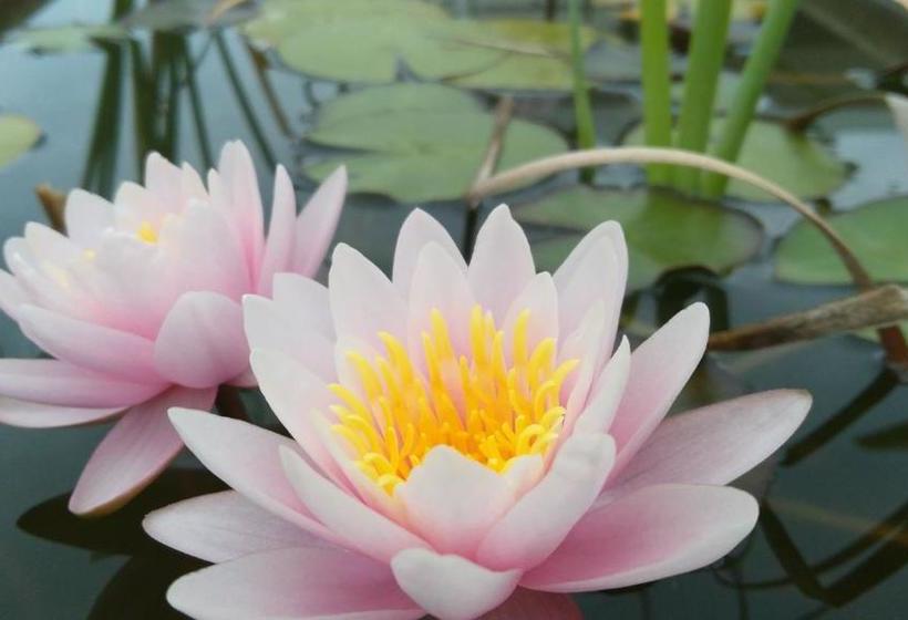 펜션 Giardino D'oriente