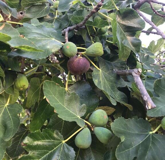 ペンション The Village