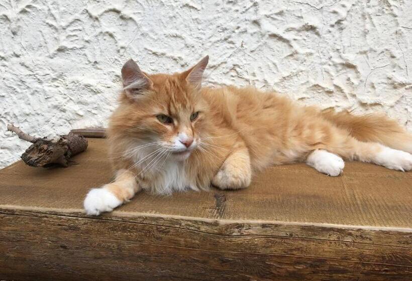 Пансион Villa Viriditas