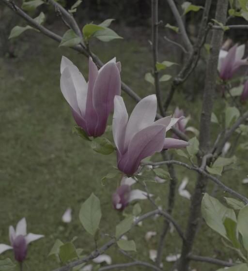 Pensiunea Magnolia