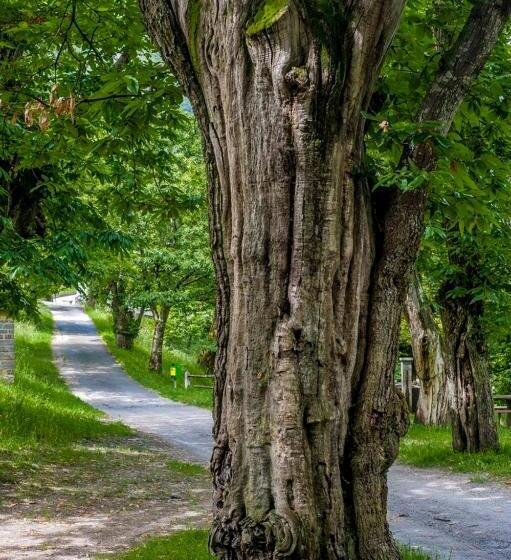 Общежитие Grotto Zendralli