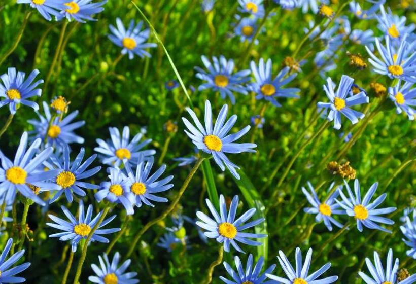 هاستل Hosteria Belvedere