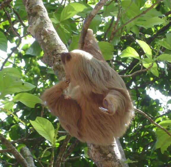 פנסיון Brigitte S Ranch