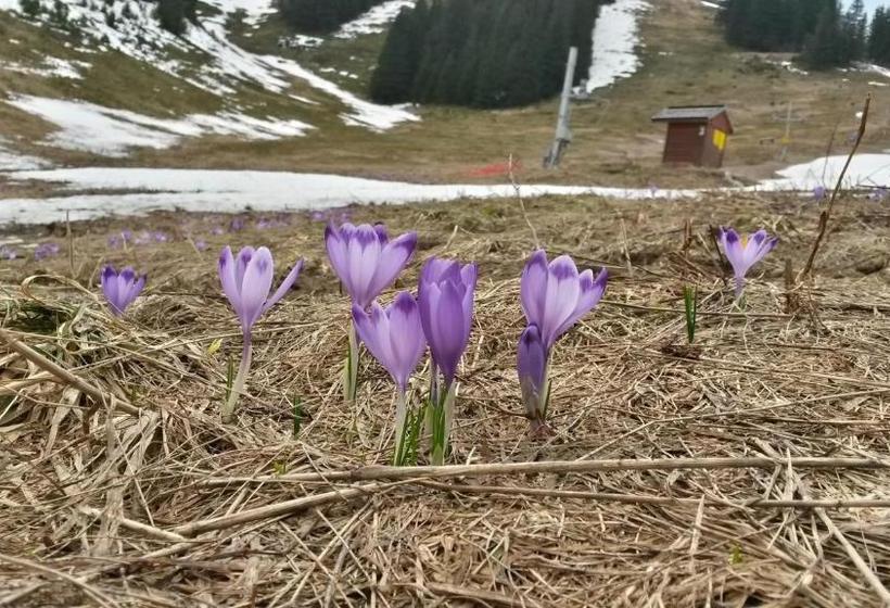 بنسيون Chata Pod čertovicou