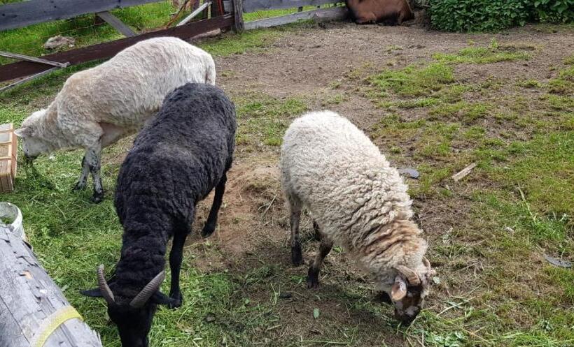 بنسيون Chata Pod čertovicou