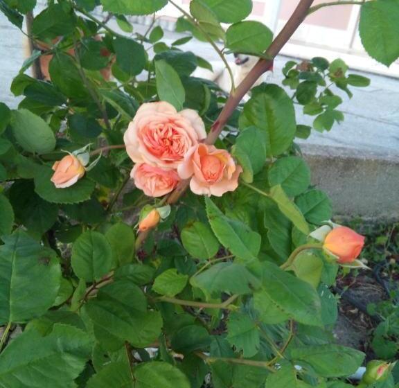 펜션 Elodie S Country House