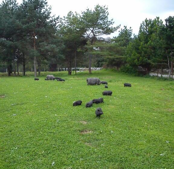 بنسيون Penzión Drieňovkou