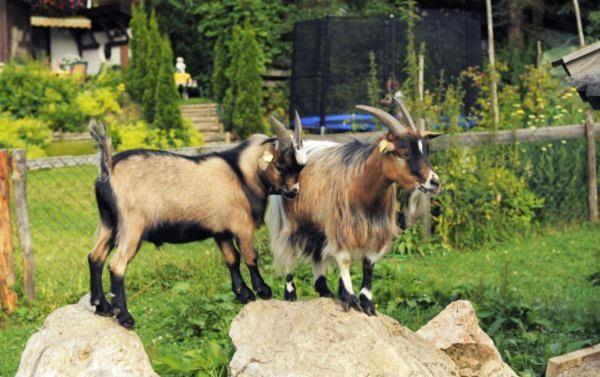 Bed and Breakfast Pension Montana