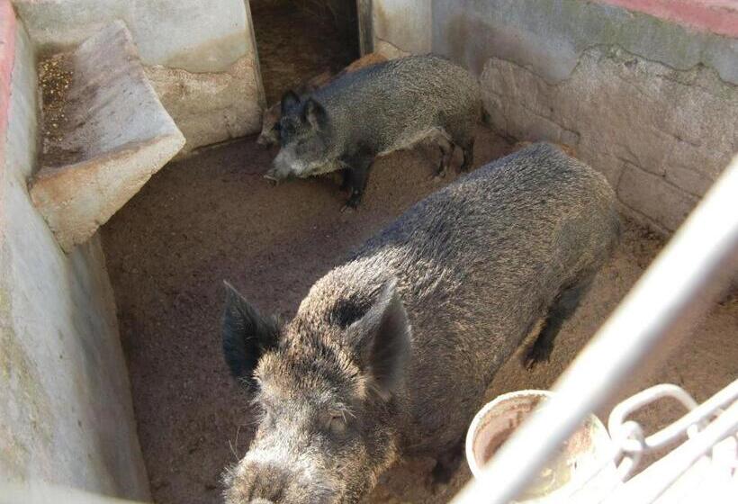 فندق Agriturismo Costiolu