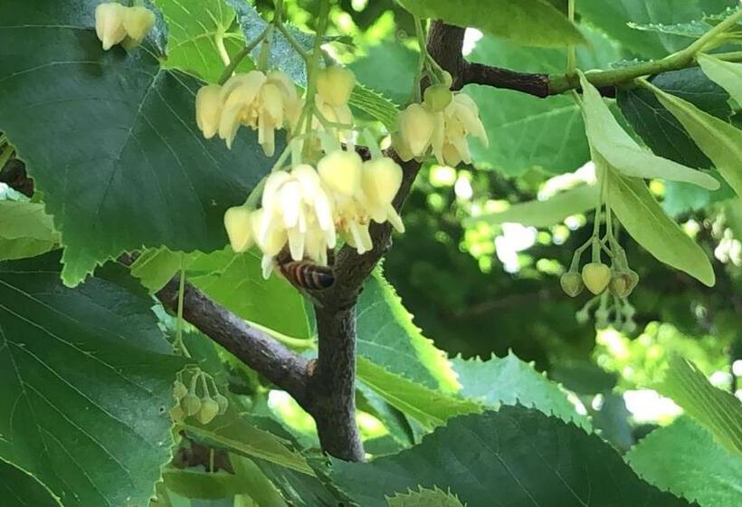 בית מלון כפרי Agriturismo Santa Lorica