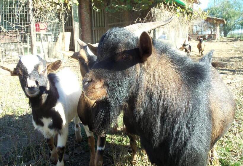 בית מלון כפרי Fattoria Delle Rose