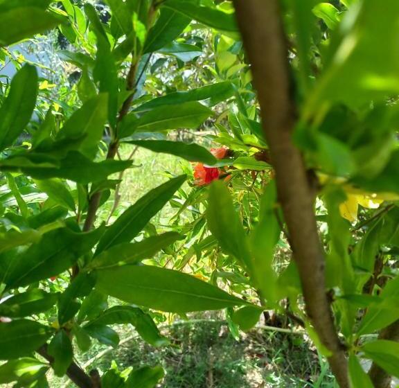 Пансион Cada View