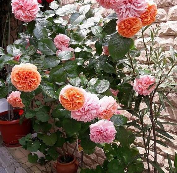 بنسيون Guest House Ivy