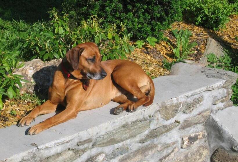 بنسيون Horský Dům