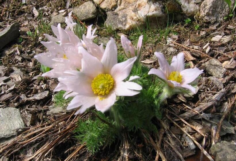 بنسيون Horský Dům