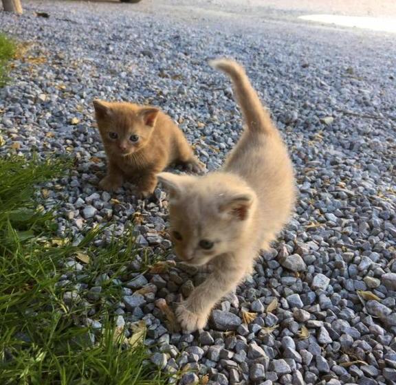 پانسیون Reitlehenalm