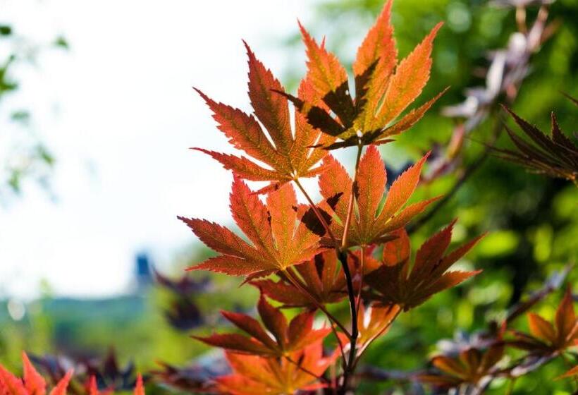 Pensiunea Andrei Rm Valcea