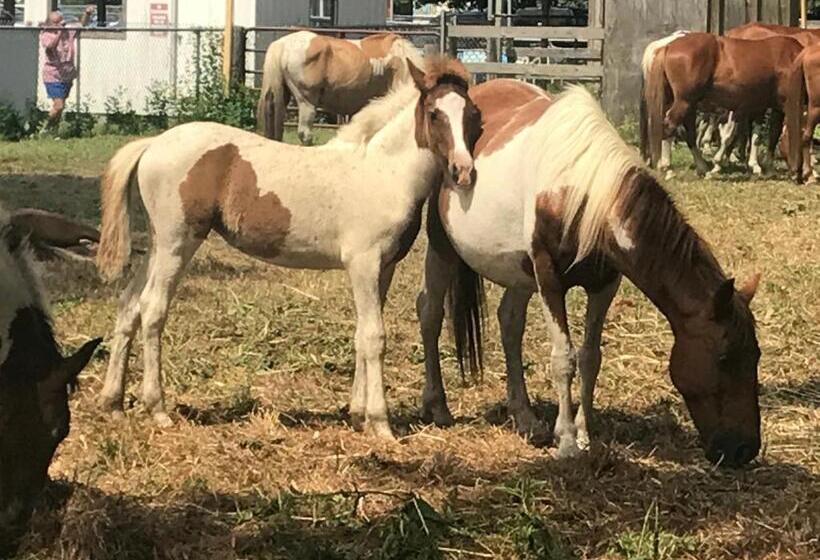 فندق Chincoteague Inn