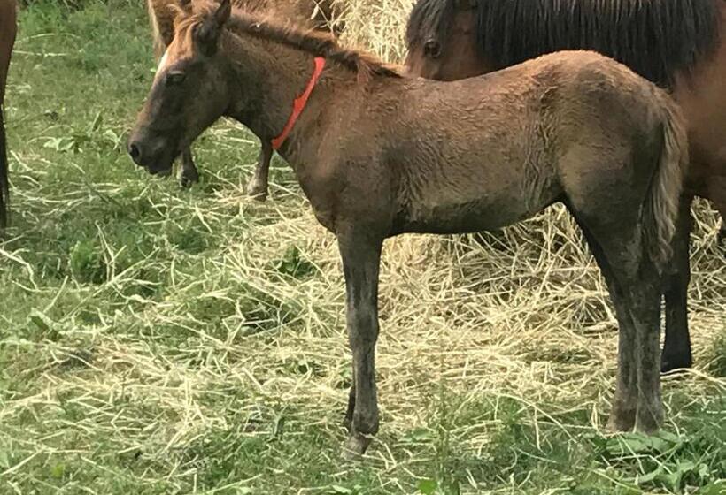 فندق Chincoteague Inn