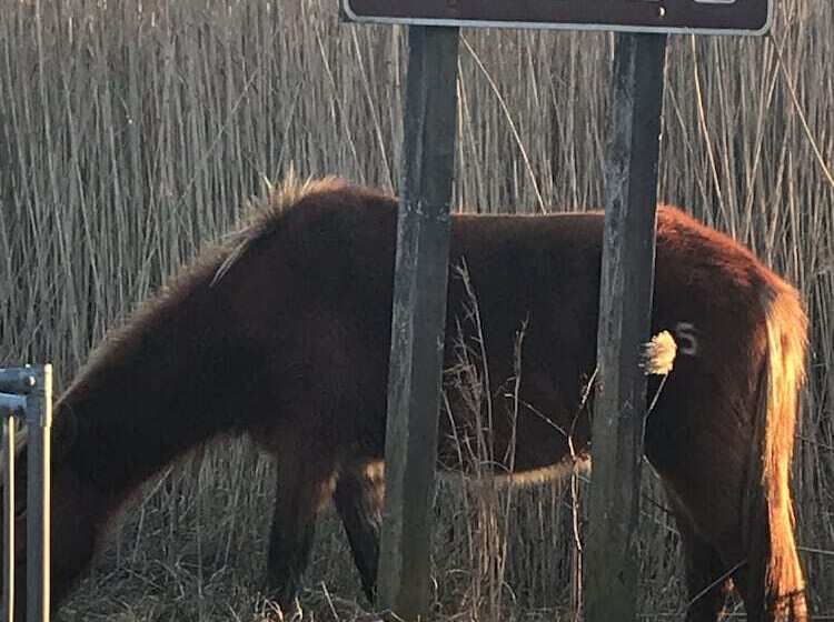 فندق Chincoteague Inn