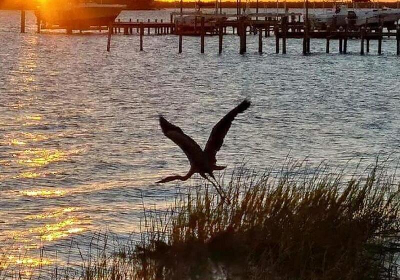 فندق Davis House Inn