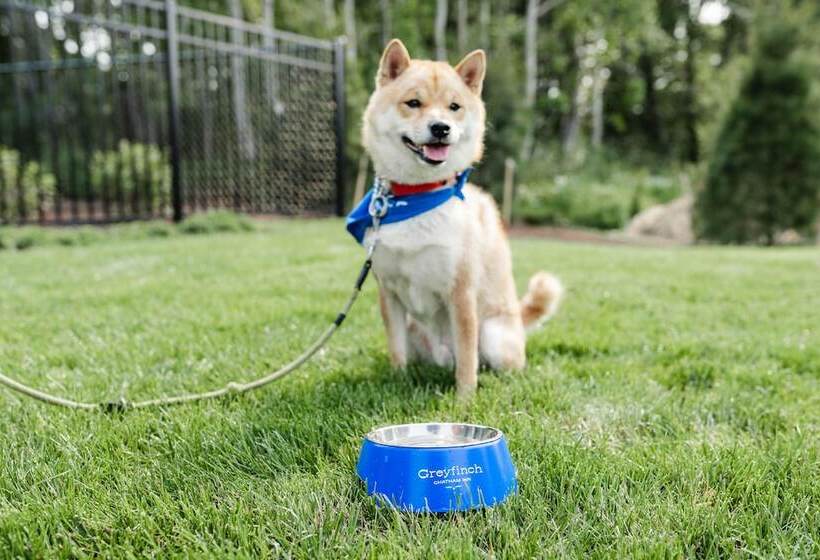 酒店 Greyfinch Chatham Inn