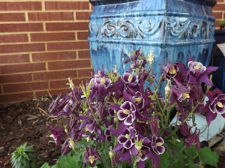 모텔 Crest Country Inn