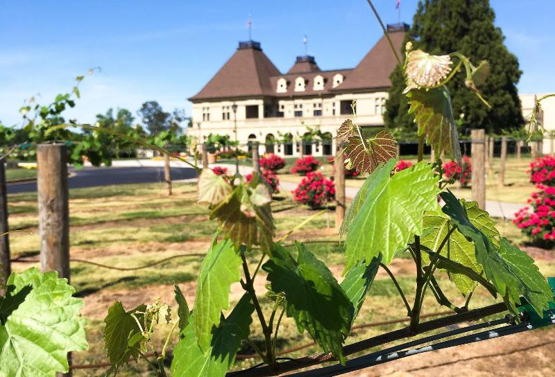 منتجع Chateau Elan