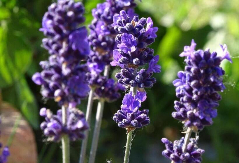 ペンション Al Tirabusòn Country House