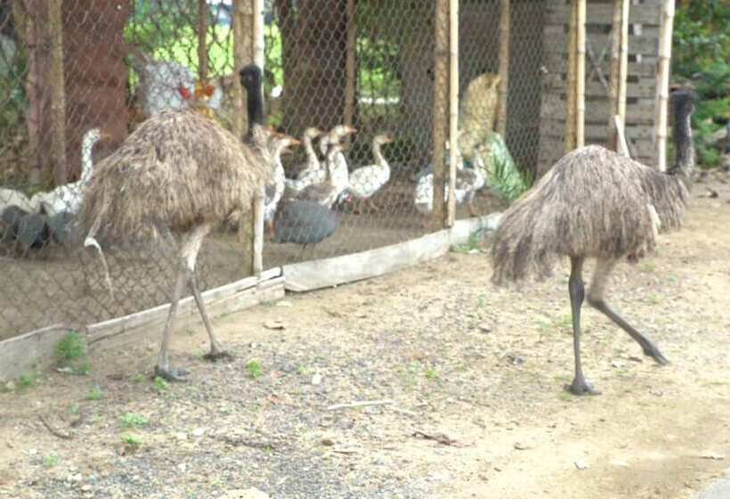 אתר נופש The Creek Club