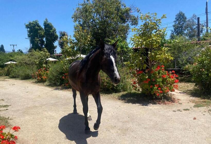 مبيت وإفطار Strip Center Suites By Casona Lo Aguirre