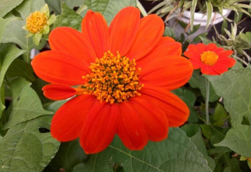 هتل Cherry Garden Homestay