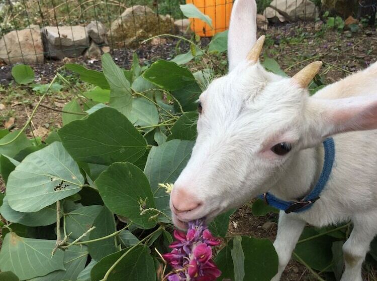 酒店 Kumano Winery Guest House