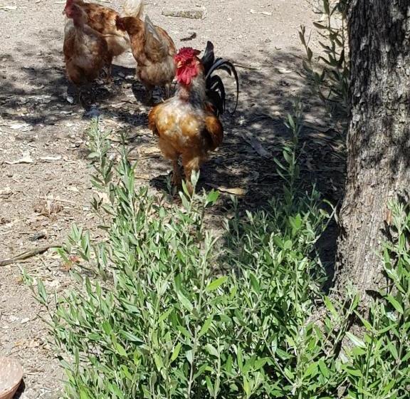 پانسیون Casa De Virgilio   Moira