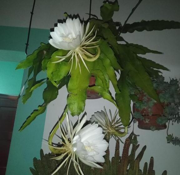 تختخواب و صبحانه Lo De Su