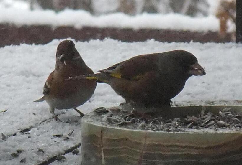 ペンション Gasthof Ascot