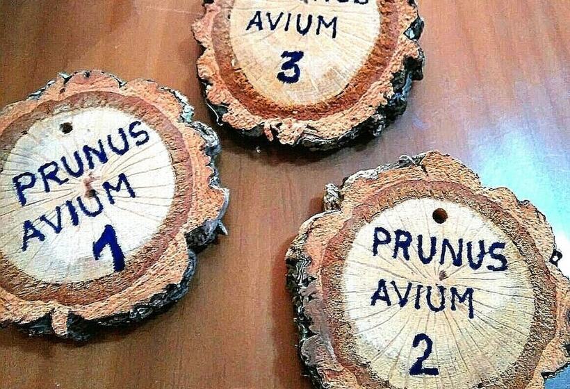 Casas Rurales Prunus Avium