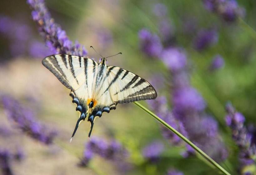 Chai Du Chateau De Morteuil