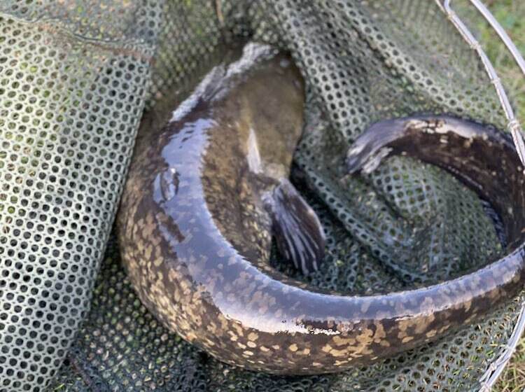 Lakeside Fishing Lodges