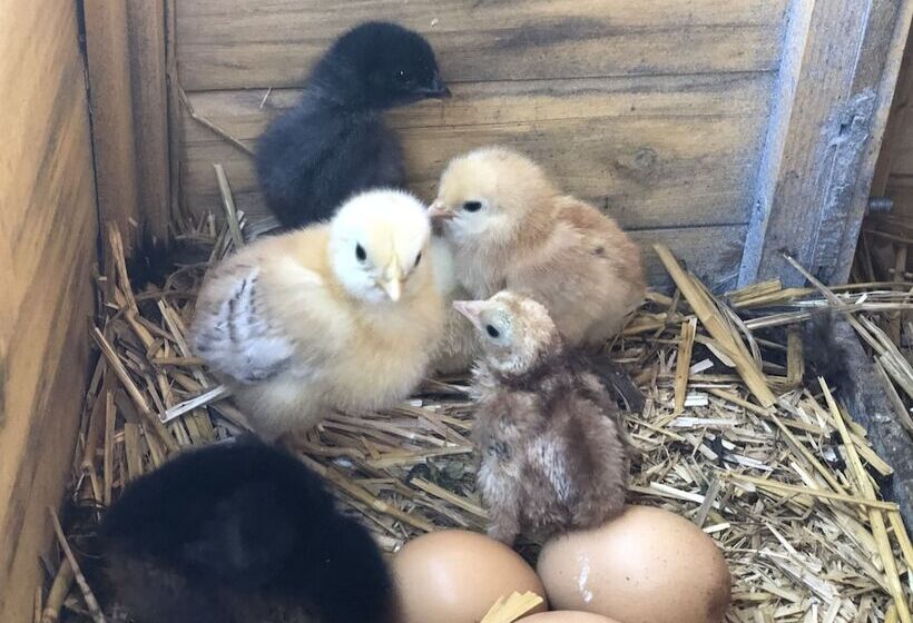 ペンション Au Coq Des Bois