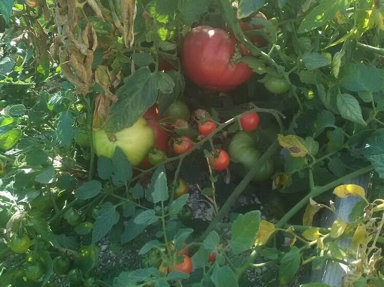 膳宿费 Au Pied Du Lariat